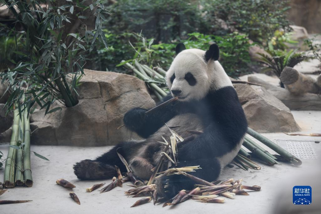 摇钱树捕鱼24小时上下分